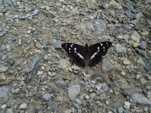 butterfly2 - visit Romania