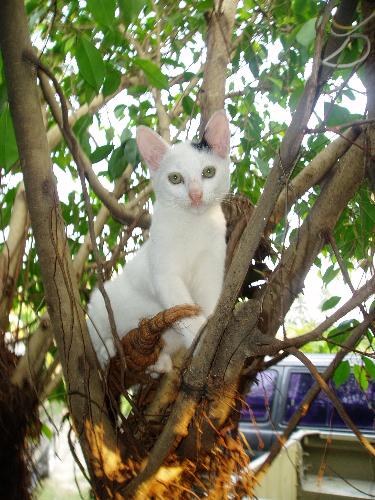 my lovely cat - my lovely cat is climbing a tree