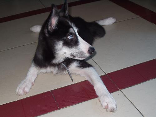 Siberian Husky  - My 3-month old husky. She just learned to 'shake' hands.
