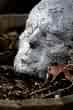 dirt nap - the act of resting, decaying in a timely manner.  finished with this mortal coil...the end and finality