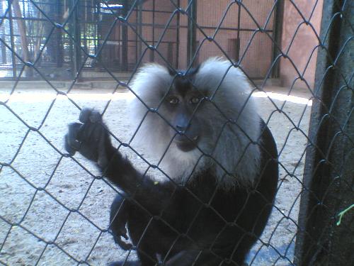 animals inside cage - Animals are kept inside cage and beaten for money