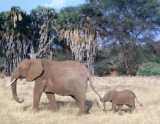 Elephants - Don't you think they are such strange creatures. lol