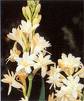 Flowers - Tuberose