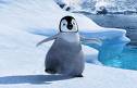 happy feet - happy feet