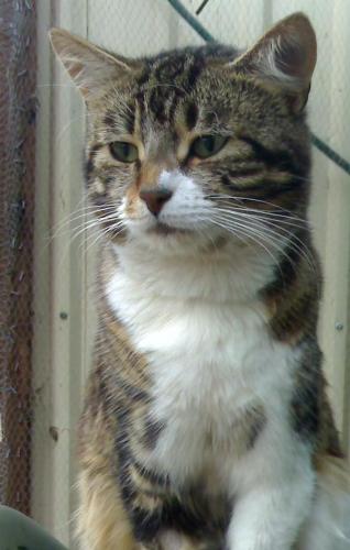 BJ my beautiful cat - this is BJ he is 18 mths old, he is so gorgeous, he has a great nature, so friendly, and very loveable.