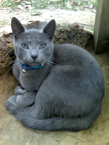 Big Puss - this is big puss he is about 10mths old, he is a gorgeous friendly companion, who really has an attitude problem. and would u believe he HEADBUTTS