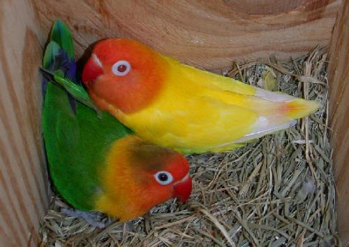 lovebirds - lovebirds