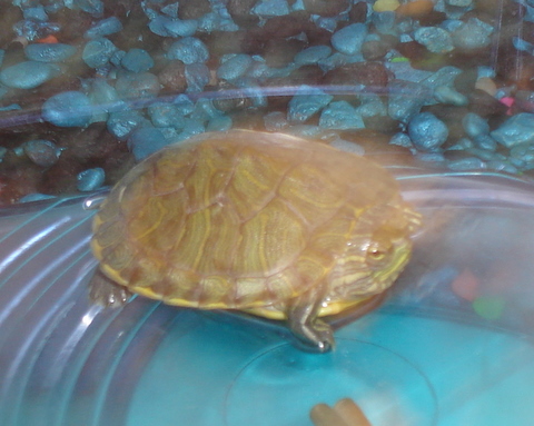 pet : turtle - My youger son's pet : Gary.  When it is cold day, he does not get move.