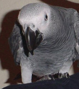 parrot - In general, an area which has, relative to other areas, a great concentration of different species within a particular family is likely to be the original ancestral home of that family. The diversity of Psittaciformes in South America and Australasia suggests that the order has a Gondwanian origin. The parrot family's fossil record, however, is sparse and their origin remains a matter of informed speculation rather than fact