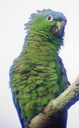 parrot - The earliest known record of parrot-like birds dates to the late Cretaceous about 70 million years ago. A single 15 mm fragment from a lower bill found in Wyoming is similar to that of a modern lorikeet. It is not clear if this find should be classified as a parrot or not.  Europe is the site of more extensive records from the Eocene (58 to 36 million years ago). Several fairly complete skeletons of parrot-like birds have been found in England and Germany. Some uncertainty remains, but on the whole it seems more likely that these are not true ancestors of the modern parrots, but are a related group which evolved in the Northern Hemisphere but have since died out.