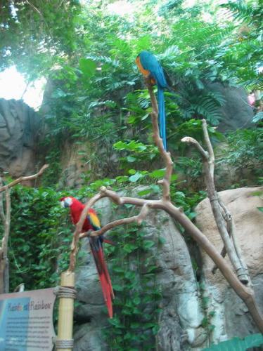 parrot - The Southern Hemisphere does not have nearly as rich a fossil record for the period of interest as the Northern, and contains no known parrot-like remains earlier than the early to middle Miocene, around 20 million years ago. At this point, however, is found the first unambiguous parrot fossil (as opposed to a parrot-like one), an upper jaw which is indistinguishable from that of a modern white cockatoo .