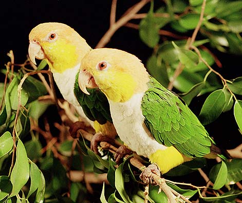 parrot - The phylogeny of the parrots is still under investigation, and no definite answers are available for entire sections. The classifications as presented reflects the current status, and are subject to change when new studies resolve some of the open questions. For that reason, this classification should be treated as preliminary