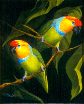 parrot - It is unquestionable that the Psittaciformes consist of 2 major lineages of family rank: the true parrots (Psittacidae) and the cockatoos (Cacatuidae). The Cacatuidae are quite distinct, having a movable headcrest, different arrangement of the carotid arteries, a gall bladder, differences in the skull bones, and lack the Dyck texture feathers which, in the Psittacidae, scatters light in such a way as to produce the vibrant colours of so many parrots