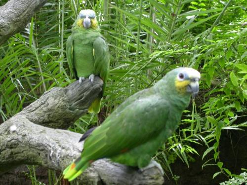 parrot - While understanding of the relationships between subgroups of true parrots - e.g. the one containing the Grey Parrot vs. the relatives of the budgerigar - are rather well resolved and knowledge of relationships between species has much improved in the last years, it is still a matter of dispute whether the distinct lineages of true parrots should be considered subfamilies or tribes. Due to parrot fossils and molecular divergence date estimates providing insufficient data to properly resolve when exactly the major diversification and divergence periods in parrot evolution took place, i.e., how distinct the various lineages are really from each other, or how fast and radically they were changed by evolution.