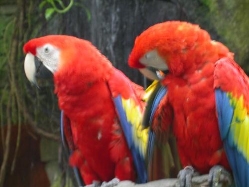parrot - The matter hinges much upon the status of the lorikeets, which a number of authorities regard as a third family Loriidae rather than part of the Psittacidae (e.g. Forshaw & Cooper, 1989)[verification needed]. Others lump all Psittaciformes into one giant family[citation needed]. The majority view, however, is that they are distinct enough to warrant subfamily status, but some consider the quite pronounced differences not evidence of a uniquely deep evolutionary split but rather not different quantitatively from the differences between neotropical and Australian parakeets, for example. Biogeography, however, suggests that the lorikeets are best considered a uniquely distinct lineage, not as divergent as cockatoos, but still standing apart from the remaining psittacines