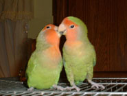 parrots - The male and female Eclectus are very different looking. The male Eclectus are green with a yellowish beak, while the females are a red color with a black beak. Underside of male's wing is bright red with a small patch of blue.  The red-sided and the vosmaeri are two of the Eclectus sub species most commonly bred in the U.S. The vosmaeri is the larger of the two, with the male being the typical green with red markings and a large coral colored beak. The hen shades from red to lavender, with yellow at the vent and tip of the tail. The head seems rather small for the size of the body. The red-sided hen has a narrow blue eye ring and a very brilliant red head, neck, and upper chest - with a distinct change to brilliant blue below. They seem to have larger, blockier heads than the vosmaeri, and slightly more compact bodies. Beak and feet on the hen are black.  Health note: These parrots have unusually long digestive tracts; to remain healthy they require large amounts of fiber in their daily diet. Also - they require a variety of fruits.