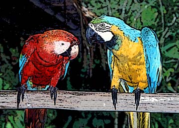 parrot - The male african grey has a flatter, broader head and is generally one inch bigger in size that the female. The female has a longer, more slender neck and a smaller rounded head than the male. The female also has a more eliptical shape to the eye, whereas the male's is more round. The male Congo african gray parrot usually is darker on the wings and has red feathers around the vent.