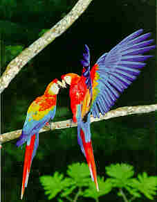 parrot - The hawkhead is very aerodynamic and a consumate flyer. The most striking feature about this bird is its coloration and movable ruff. The bird is the only New World parrot that has a raisable ruff. Its ruff, like a cockatoo's crest can be raised or lowered at will, but the hawkhead's ruff is like an indian headress or a lion's mane and is very surprising the first time it is seen. The feathers on the ruff and on the chest are bright red with the edges scalloped in an electric blue. The beak is black and the eyes are orange. The color contrast is striking and the birds are beautiful. They are not easy to breed and not too common in the United States.