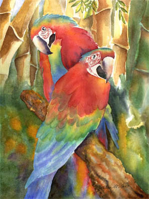 parrot - Wildcaught birds are very highstrung, but domestic handfeds make excellent pets. They are gregarious, outgoing and playful, similar to a conure. They learn to speak easily, usually saying hello by the time that they are two months old. They are like an amazon, but without the bite and unpredictability of an amzon temperament. They are excellent pets and a joy to observe and live with.