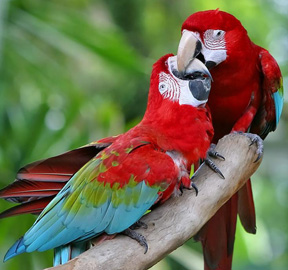 parots - They're not great talkers like the African Grey or Timneh, but can learn a reasonable vocabulary, depending on the individual bird and the owner's willingness to spend time training.   Loudness The Poicephalus aren't noted screamers or otherwise loud or noisy. Most of their sounds are low key whistles, chirps, squeaks, and assorted chattering. Cockatiels are often more noisy (and more obnoxiously so) than Senegals, Meyers, or Jardines