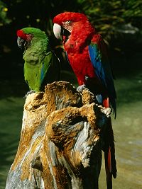 parrots - Undeterminable by appearance. Some report Females' heads are more rounded and males tend to have a flatter head. Others report that male's eight ventrical feathers will be yellow; females have mixed yellow, green, white feathers.