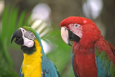 parrots - Trainability They're not great talkers like the African Grey or Timneh, but can learn a reasonable vocabulary, depending on the individual bird and the owner's willingness to spend time training.   Loudness The Poicephalus aren't noted screamers or otherwise loud or noisy. Most of their sounds are low key whistles, chirps, squeaks, and assorted chattering. Cockatiels are often more noisy (and more obnoxiously so) than Senegals, Meyers, or Jardines.   Pricing