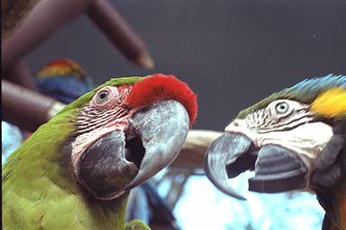 parrots - Physical Description Normal cockatiels are gray, with white patches on the wings. They have a yellow/white face with a bright orange patch over the 'ear'. Variations include : Pied (varing white patches cover body), Pearl (each feather retains gray color, with white intersperced), Lutino (Bird white with yellow/white/ orange face), and Albino (white bird)  The drawback to the cockatiel is that it is very dusty. The cockatiel uses a powder to keep their wings water proof. After petting the bird, one normally has a powdery finger.