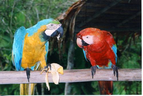 parrots - Physical Description Parrotlets, especially those of the Forpus genus, which includes the Celestial or Pacific Parrotlet, the tiny Mexican Parrotlet, and a handful of others, are some of the most pernicious and spunky creatures in the Parrot Family.   The Celestial aka Pacific male has blue on the wings as well as on the rump and a blue streak behind the eye. The blue mutations are still identifiable by the cobalt blue markings on rump and wings.   In the wild they are known to eat seeds, buds, and flowers; in captivity they adapt readily to seed, although a healthy diet includes fruits and veggies in addition to pellets.   Breeding information: Often laying 4-6 eggs per clutch, members of the Forpus family are very prolific. Each hatchling wiegs approximately a gram, and are smaller than the average thumb. They can be housed in a cage suitable for Cockatiels(breeding cages can be the same size.) and should be fed a high-quality seed mix with few sunflower seeds, but not Cockatiel mix. They enjoy vegetables and occasional fruit slices.