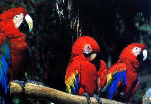 parrots - Physical Description The quaker is a green bird with grey feathers on neck and forehead. The wings have hint of blue. Variations include a blue color and a very rare yellow color.  Note: The Quaker Parakeet is outlawed in many states, including : California, Wyoming, New Jersey, Hawaii, and Georgia. The reason they are outlawed in several states is because they are considered a potential agricultural pest. There are now established breeding colonies ( originally escaped pets) in several states, including New York, New Jersey, New Orleans-Louisiana, Dallas-Texas, Bridgeport/Fairfield CT, and Illinois.