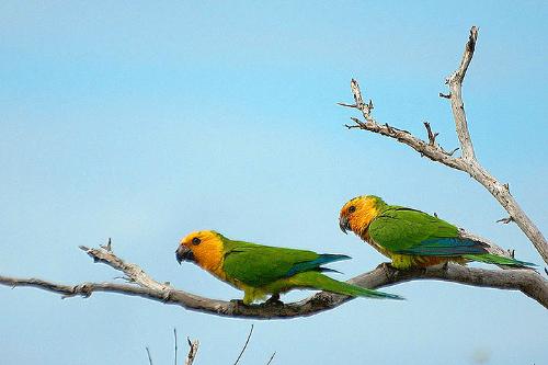 parrots - The Yellow Fronted Amazon is primarily green. It has a yellow cap on it's head. This bird is very suseptable to respiratory infections. There are different mutations of this bird, including a lutino, and blue bird. Also, there are many variations of this bird.  Length