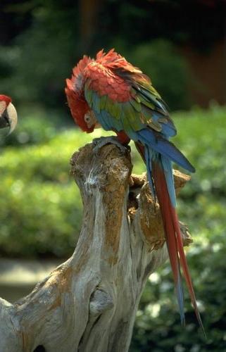 parrots - Maximillian Description General plumage is a dark olive green which appears rather dull but is iridescent in bright sunlight. Under tail coverts are red, bill is yellow with dark grey patch at base of upper mandible, iris dark brown and legs grey. The forehead is nearly black and most of the head feathers are margined with dark grey, giving a scaly appearance. The chin and throat band are blue to dark blue in the nominate species.  In the subspecies P. m. siy the chin and throat are reported to be reddish-purple, and it has a chin patch which is pale red to pink and a large purple area covering the throat and chest.