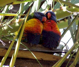 parrots - The Blue-headed parrot is easy to identify. They are about 11 inches with a short tail and stocky body. The entire body is green with the head and neck a bright blue. Some adults do have a small area of pink feathers at the throat. Underneath the tail are the typical red feathers found in all pionus species. The beak and feet of mature Blue-headed parrots are black with a red area at the base of the upper mandible.