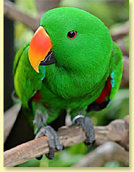 parrots - There are two subspecies mentioned in Forshaw's book PARROTS OF THE WORLD, but I think only one, P. m. rubrigularis is available in the U.S.A., and then only rarely. P. m. rubrigularis is very similar to the common Blue-headed parrot except for a more extensive area of pink at the throat and a slightly duller blue.