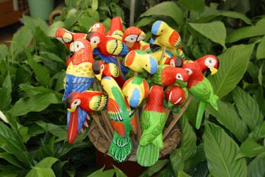 parrots - One unique feature of all pionus is a wheezing hissing sound they sometimes make when they are frightened. Your first response might be to assume they are sick, as it sounds similar to an asthma attack. However, if you back off the sound should stop. They can also make a variation of this sound when being petted. Usually in this case it is a much softer sound, closer to hissing. The other thing to be aware of is when you bring your pet to a vet or bird groomer. If they are not familiar with pionus they might think the beak is overgrown. It does look overgrown when compared to the beaks of some of the more common parrots. Make sure you look at enough pictures so that you know what is right for your bird. Remember that the fully adult bird will have a longer upper mandible than a baby.