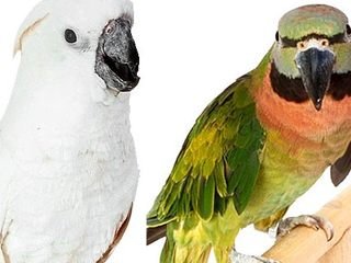 parrots - The average life span for a pionus is 25 years. However, there are many that live longer, some as old as 40. Remember, the main reason that birds die young is because of either accidents or bad nutrition! Don't let your pet become a statistic! Read as much as you can to make your home bird friendly and bird safe, clip those wings, and follow good nutritional practices.