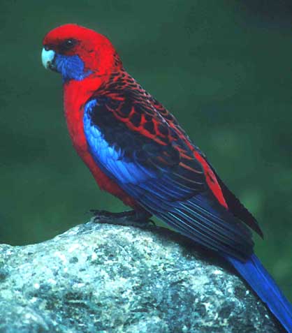 parrots - Seem to be good at training. They are surprisingly obedient birds that will learn simple tricks. As with any parrot *always* use the 'up' and 'down' commands. As long as your pionus understands the rules of the house and is raised in a very caring sensitiveway, with nurturing dominance, he will be a wonderful sweet pet. Remember, for your pionus to be wonderfully obedient he needs rules to follow. Practice those 'up' and quot;down' commands with him and make sure he understands what acceptable behavior is. There are many good parrot training/behavior books out there. Make sure you take the time to read them.