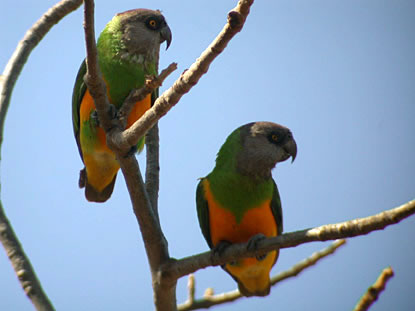 parrots - Pionus are not know for their talking ability. If that is what you are looking for in a parrot, then keep looking. With pionus, talking is highly variable between Individuals. On average, they learn to say a few words (as in under 10), but don't say them with much clarity. Because of the high variability however, there are some individuals who speak quite clearly and learn 20 words.