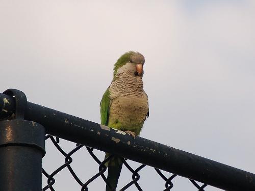 parrots - Compared to any of the larger parrots a pionus will always rate as quiet. Pionus also tend to be much quieter than most conures. However, even though pionus are rated as quiet birds, they can learn to screech, and can be louder than some cockatiels. Most pionus screaming is because of their environment and the way they are raised. A happy pionus does not have to be a screaming pionus. Then again, a pionus that screams is not necessarily unhappy