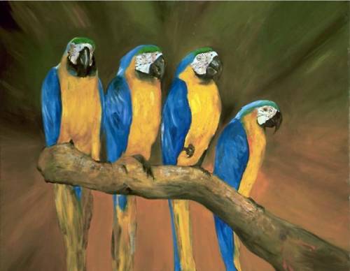 parrots - Parrots of this South American genus are slightly smaller and have darker plumage than the amazon parrots. They are medium size with short squarish tails. They have a distinctive notch in the upper mandible and a prominent naked cere and eye ring. All have red under tail-coverts which stand out against their dark colouring.  There are eight species in this genus, of which five are readily available as domestic raised pets in the US. These five are the Blue headed pionus, Bronze wing pionus, Dusky pionus, White cap pionus and Maximillian pionus. The remaining three are the Plum crowned, White head and Coral billed (or sordid) pionus.