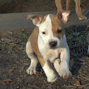 Pittbull Puppy - pittbull puppy