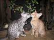cats kissing - cats kissing