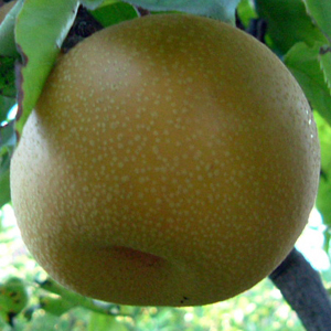 Asian Pear :) - I love asian pear!!