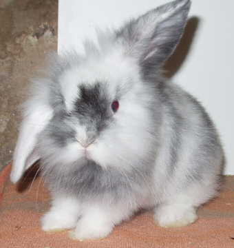 rabbit - Rabbits are mammals which belong to the Lagomorph order that also includes hares and pikas (Lagomorph means 'hare-shaped'). They are similar to rodents in that they have incisor teeth that continually grow.