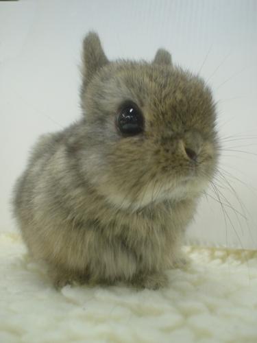 nyu nyu - Rabbits form the Family Leporidae under which are over 50 species. The rabbit species widely kept as a pet is Oryctolagus cuniculus and within this species various breeds have been developed by enhancing different characteristics through selective breeding