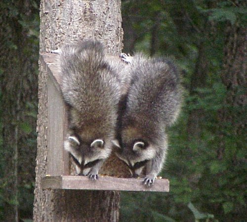 baby raccoons - baby raccoons climbing forward down a tree, syncronized