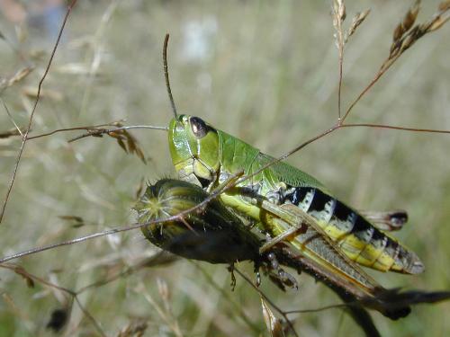 grass hopper - Insects