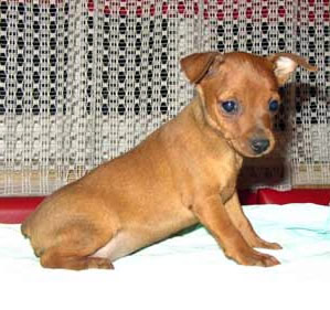 miniature pinscher - is miniature of my favourite dog: pinscher