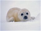 seal - This is a beautiful picture of a baby white seal.