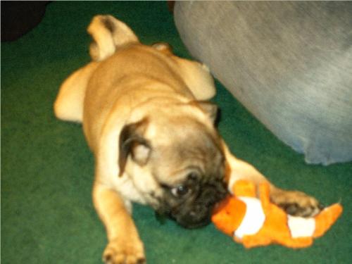 pug puppy! - my puppy!