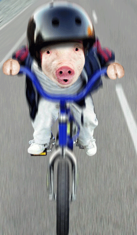 rush hour - running life makes even animals to move fat to get their goal.